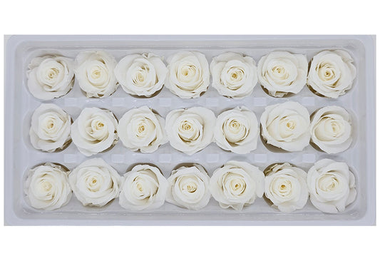 21 Preserved Roses In A Box - White