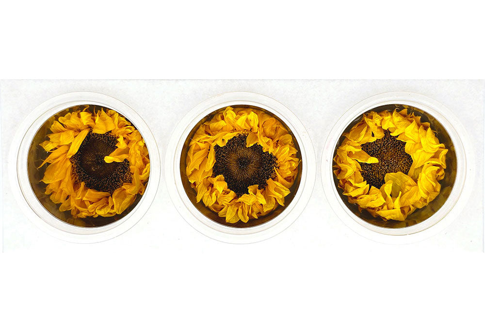 3 Preserved Sunflowers In A Box