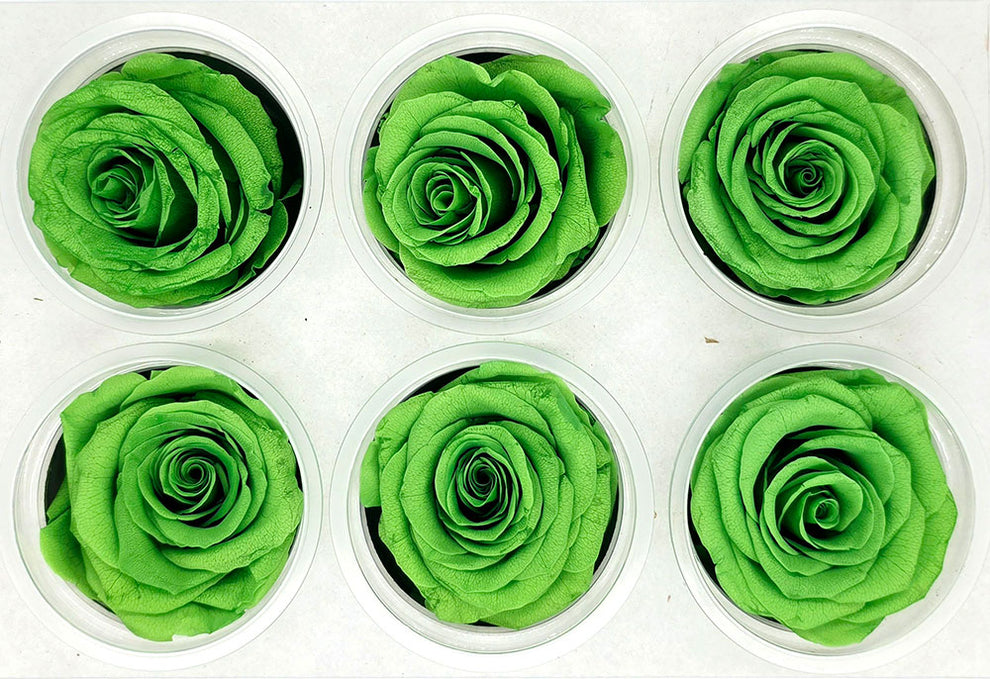 6 Preserved Roses In A Box - Apple Green – Lee Flora Wholesale