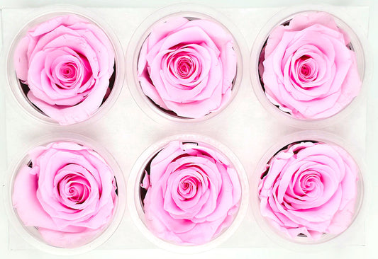 6 Preserved Roses In A Box - Bright Pink