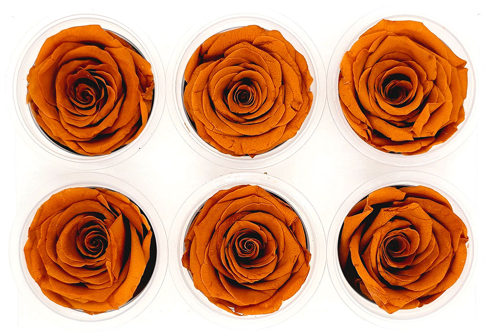 6 Preserved Roses In A Box - Burnt Orange