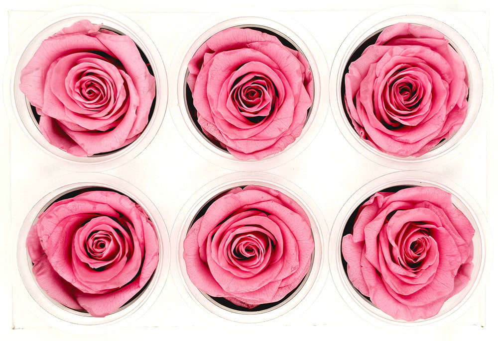 6 Preserved Roses In A Box - Dark Pink