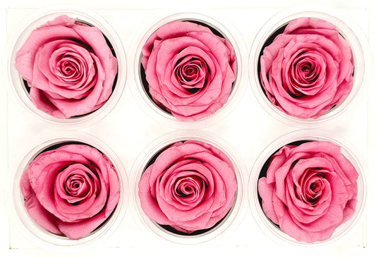 6 Preserved Roses In A Box - Dark Pink