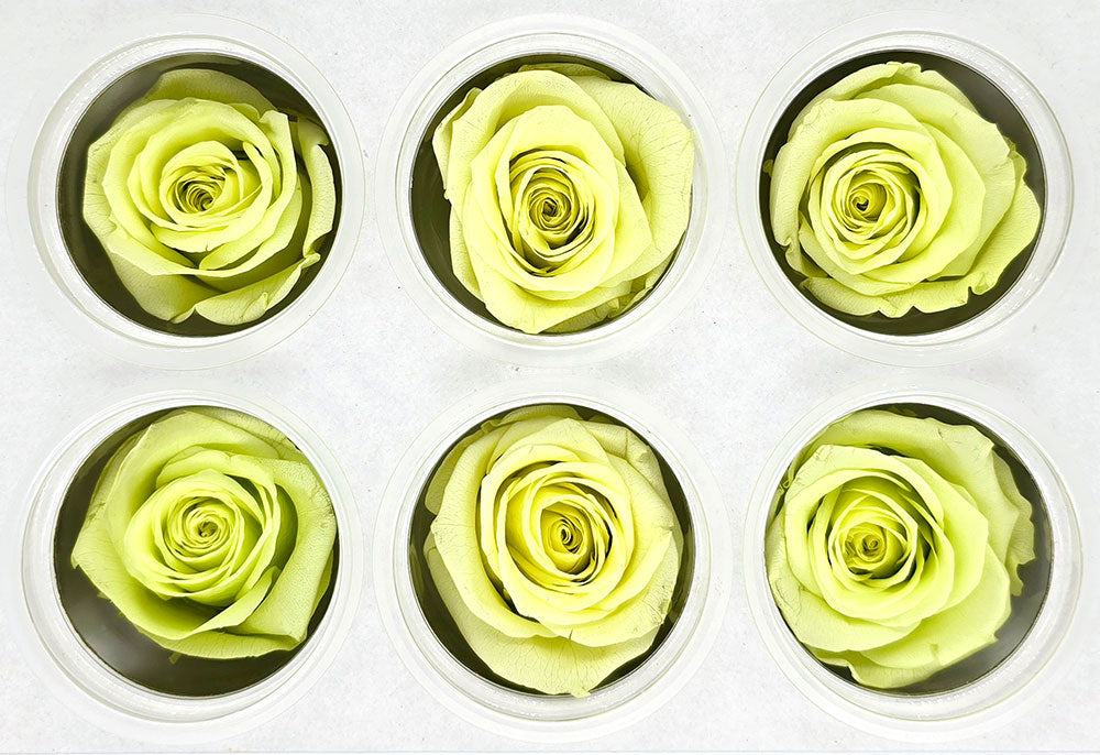 6 Preserved Roses In A Box - Greenish Yellow