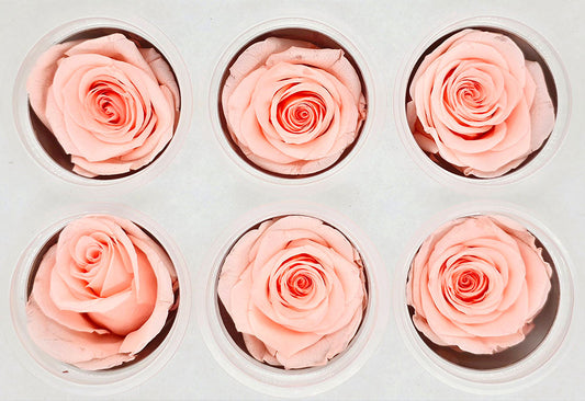 6 Preserved Roses In A Box - Pinkish Peach