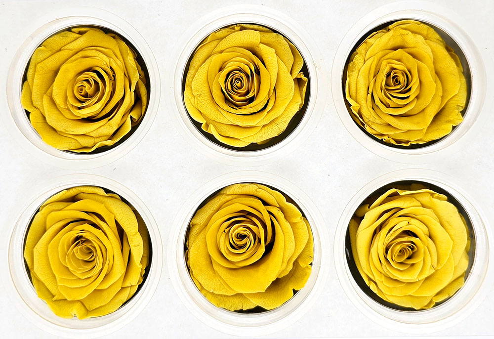 6 Preserved Roses In A Box - Mustard