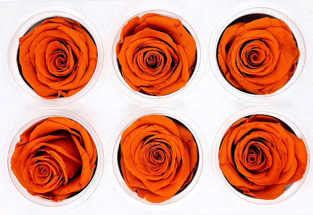 6 Preserved Roses In A Box - Orange