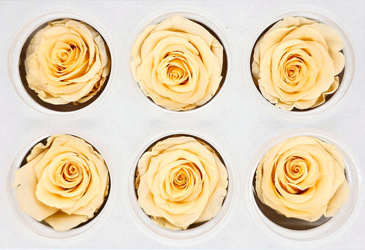 6 Preserved Roses In A Box - Orange Peach