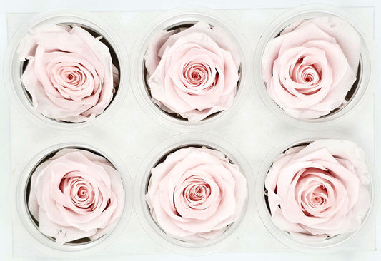 6 Preserved Roses In A Box - Pale Pink