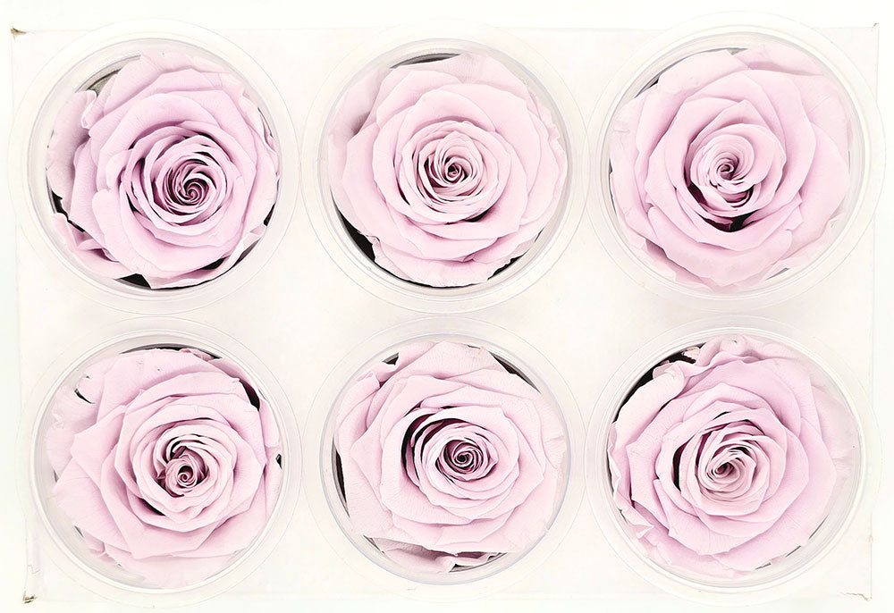 6 Preserved Roses In A Box - Pale Purple