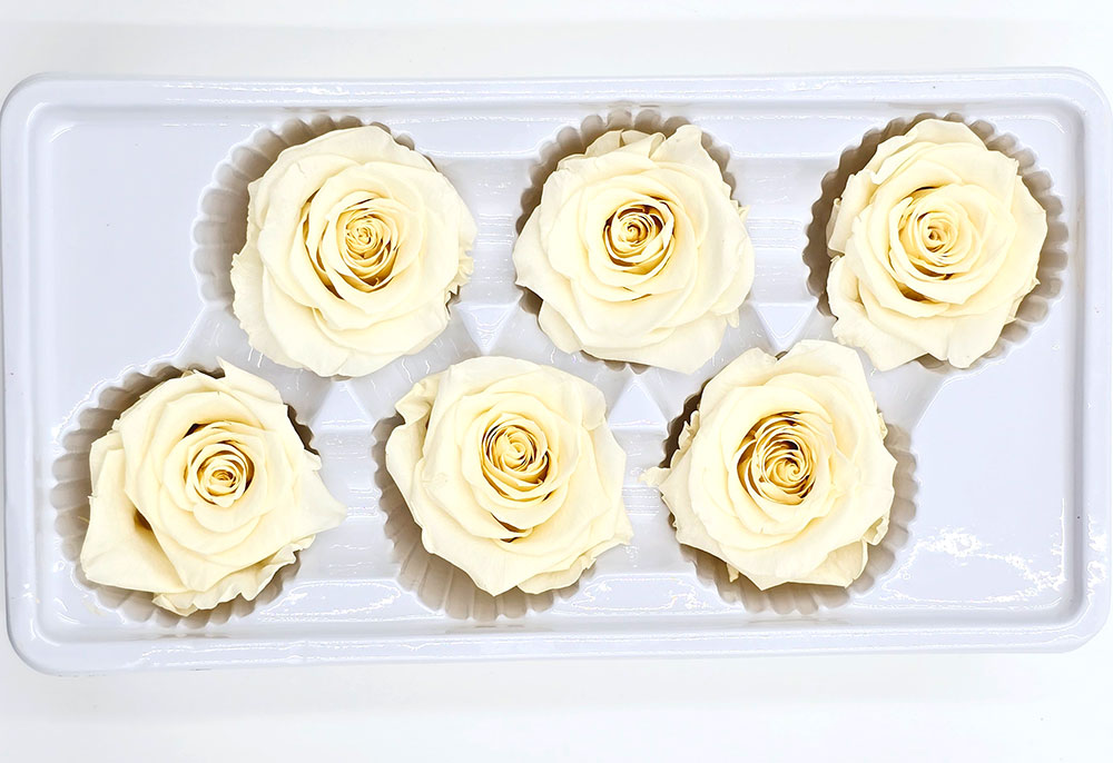 Wholesale Preserved Roses | 6 Roses In A Box - Pale Yellow Colour – Lee ...
