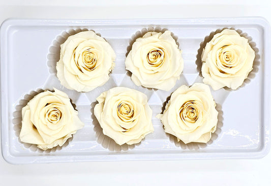 6 Preserved Roses In A Box - Pale Yellow