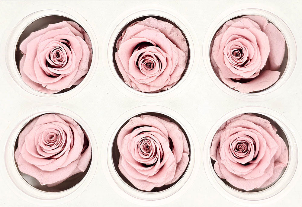 6 Preserved Roses In A Box - Pastel Pink