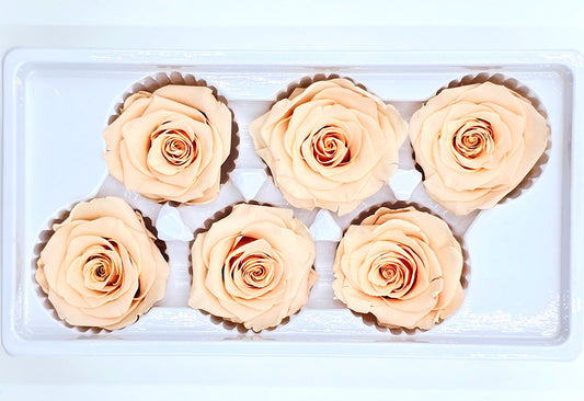 6 Preserved Roses In A Box - Peach