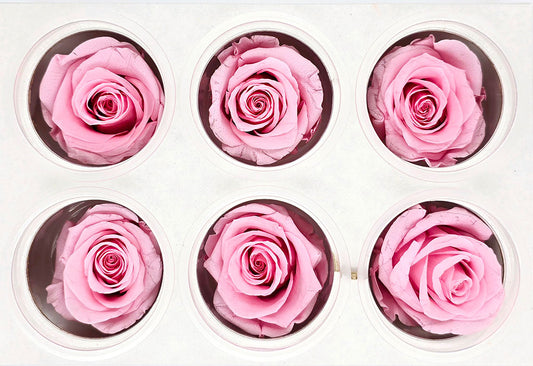 6 Preserved Roses In A Box - Pink