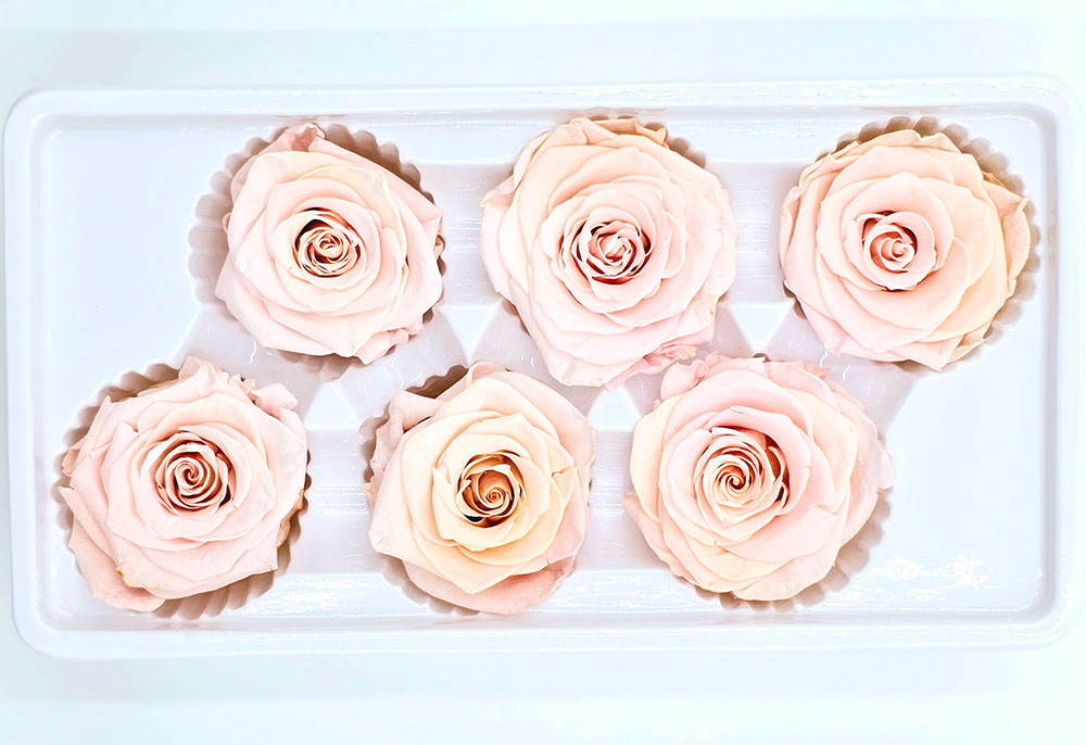 6 Preserved Roses In A Box - Light Peach