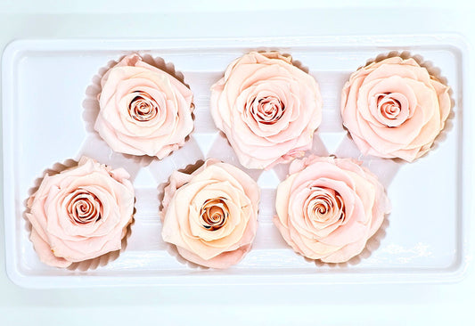 6 Preserved Roses In A Box - Light Peach