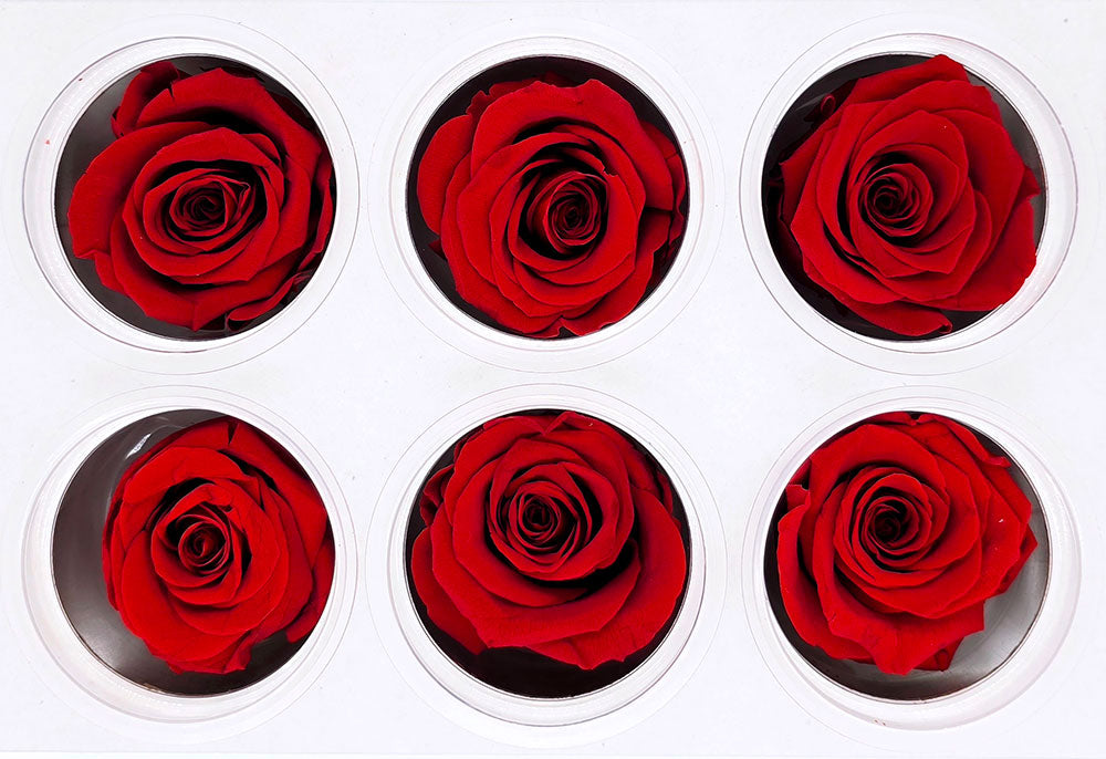 6 Preserved Roses In A Box - Red