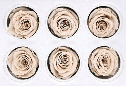 6 Preserved Roses In A Box - Light Cashmere