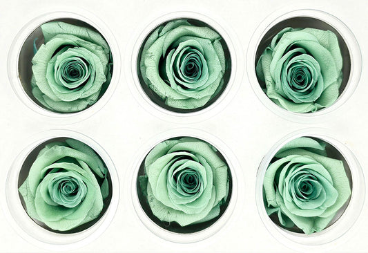 6 Preserved Roses In A Box - Turquoise Green