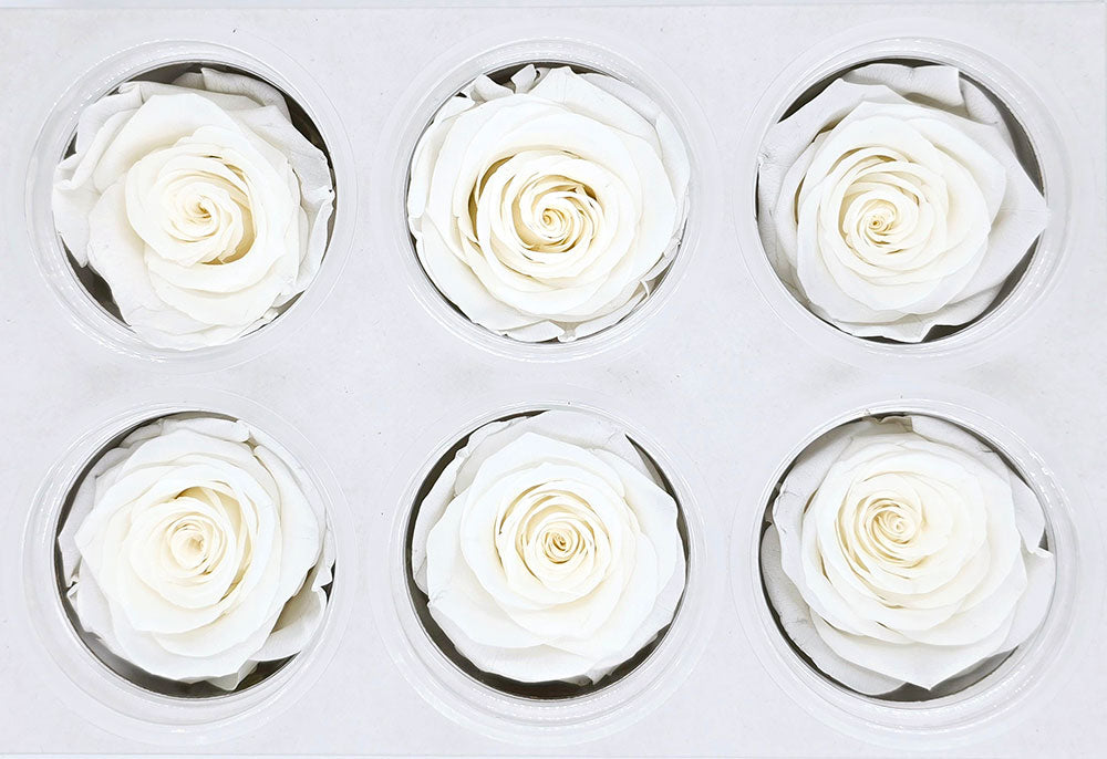 6 Preserved Roses In A Box - White