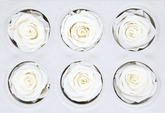 6 Preserved Roses In A Box - White