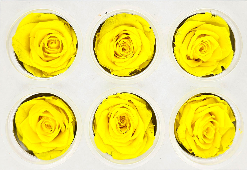 6 Preserved Roses In A Box - Yellow