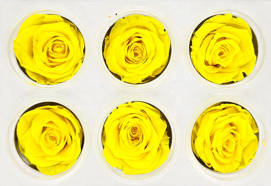 6 Preserved Roses In A Box - Yellow