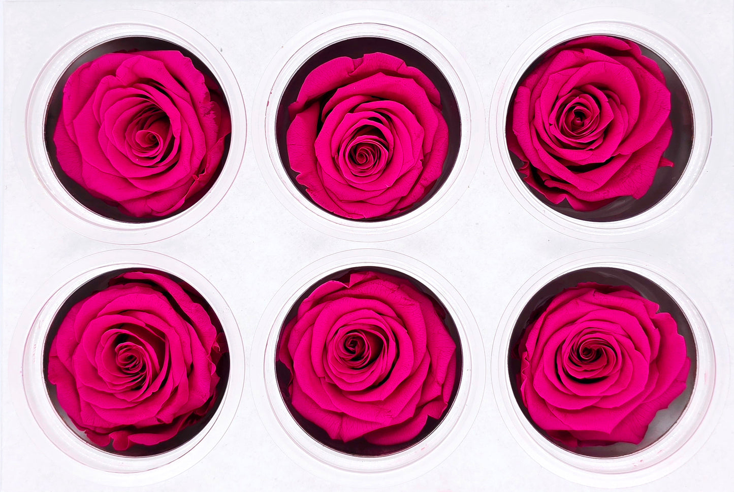 6 Preserved Roses In A Box - Rose Pink