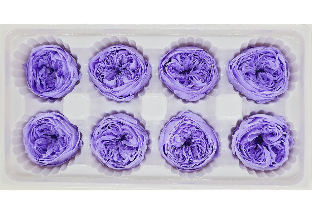 8 Preserved Austin Roses In A Box- Bluish Purple