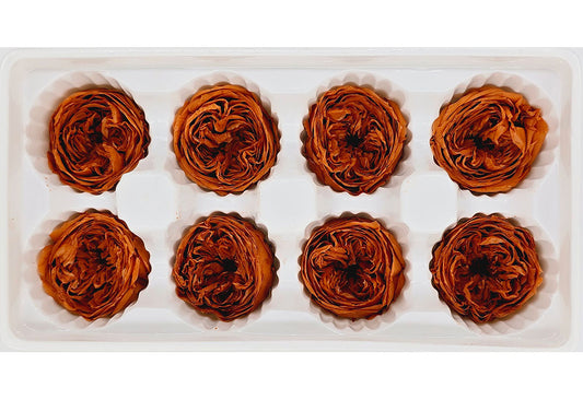 8 Preserved Austin Roses In A Box- Burnt Orange