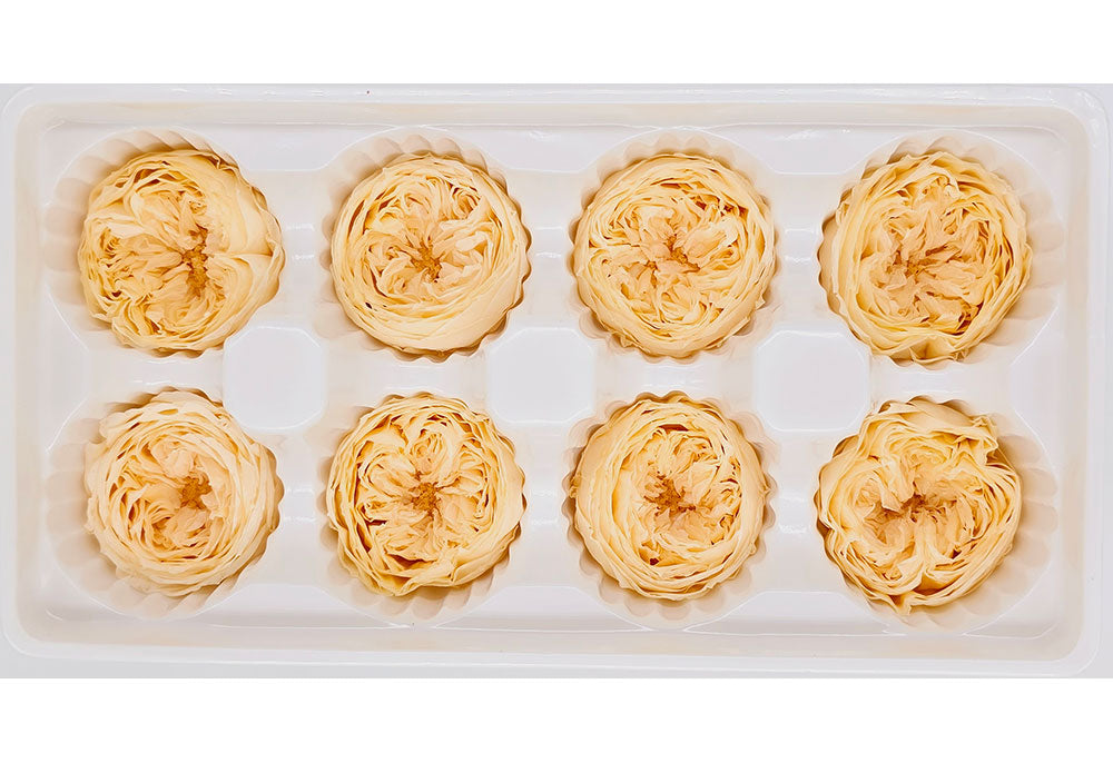 8 Preserved Austin Roses In A Box - Champagne