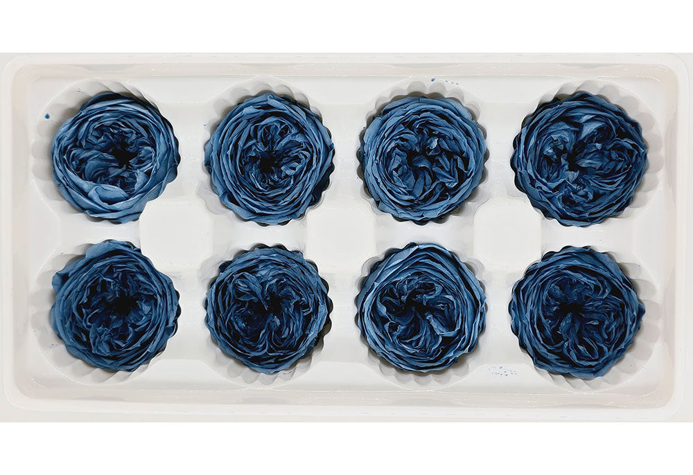 8 Preserved Austin Roses In A Box - Dark Dusty Blue