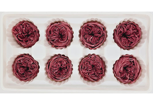 8 Preserved Austin Roses In A Box - Dark Dusty Pink