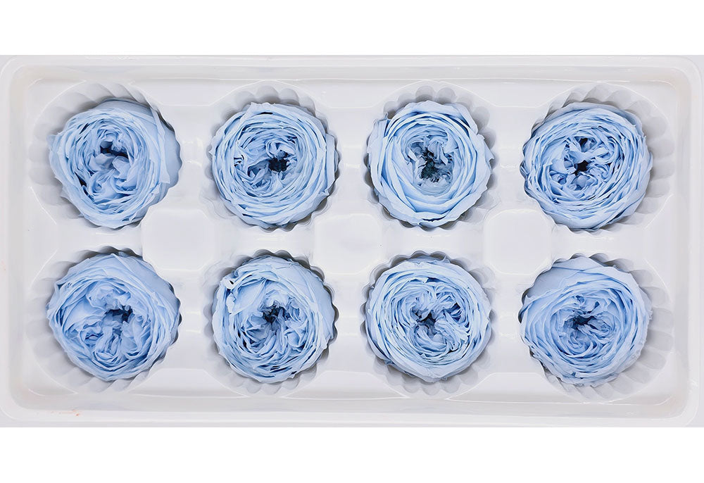 8 Preserved Austin Roses In A Box - Light Blue