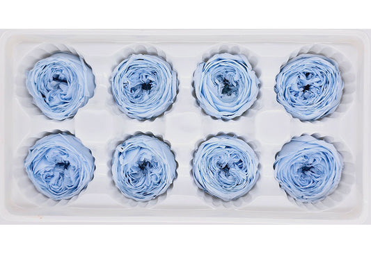 8 Preserved Austin Roses In A Box - Light Blue