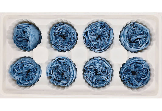 8 Preserved Austin Roses In A Box - Light Dusty Blue