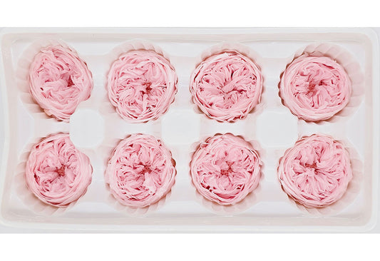 8 Preserved Austin Roses In A Box - Light Pink