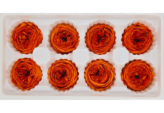 8 Preserved Austin Roses In A Box - Orange