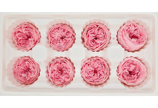 8 Preserved Austin Roses In A Box - Pink