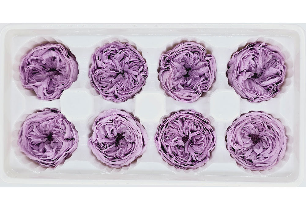 8 Preserved Austin Roses In A Box - Purple