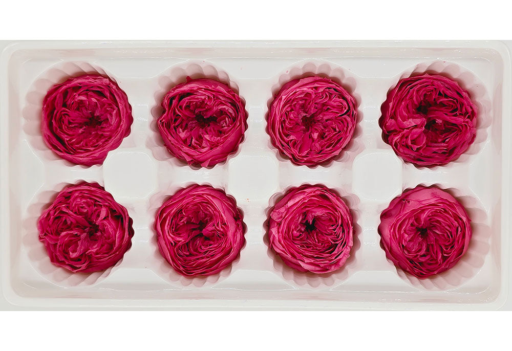 8 Preserved Austin Roses In A Box - Rose Pink