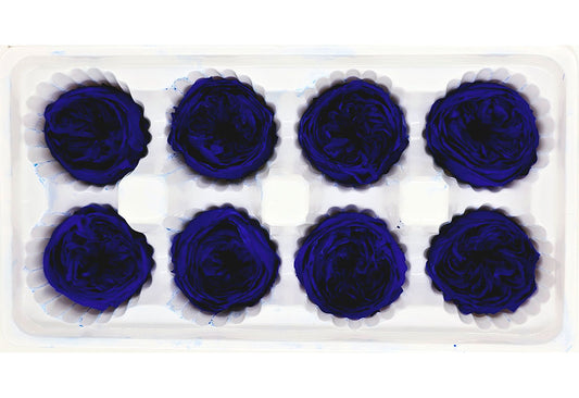 8 Preserved Austin Roses In A Box - Sapphire