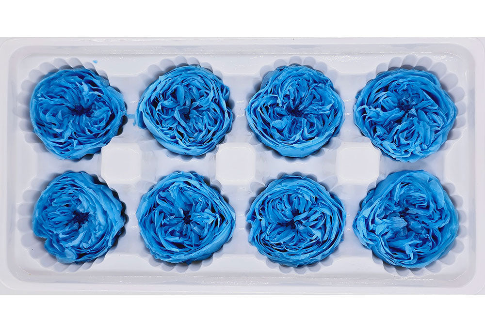 8 Preserved Austin Roses In A Box - Sky Blue