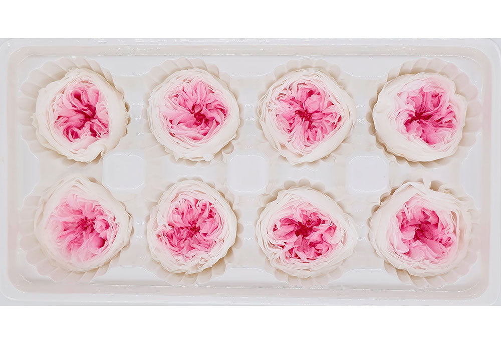 8 Preserved Austin Roses In A Box - White & Pink