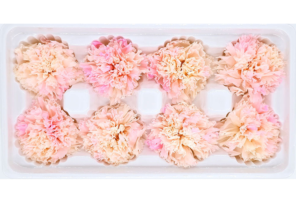 8 Preserved Carnation Flowers In A Box - Two-Tone Colour