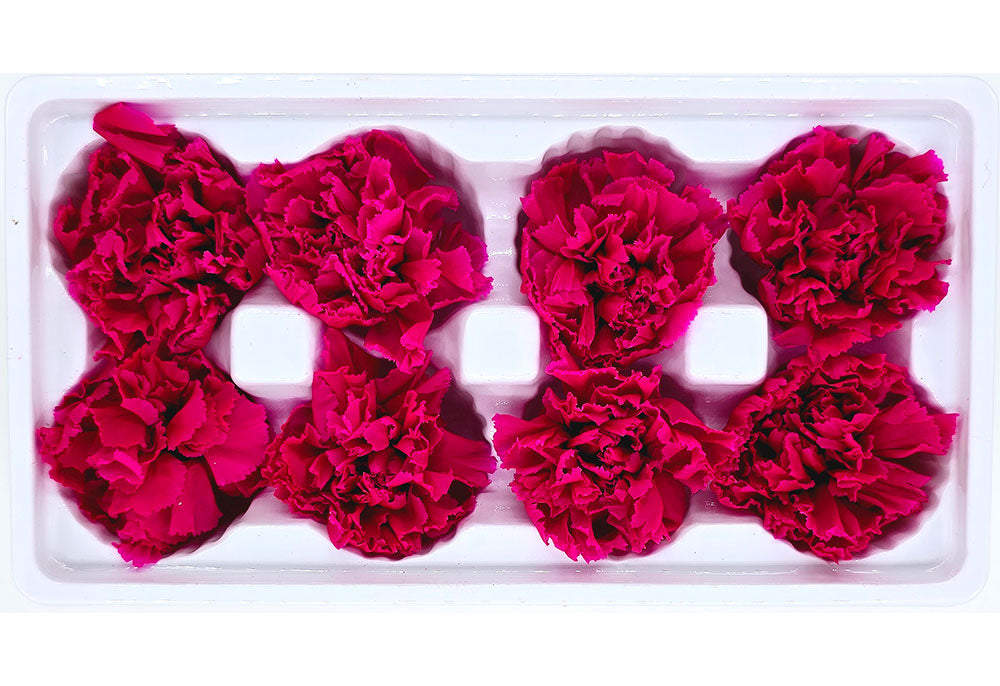 8 Preserved Carnation Flowers In A Box - Solid Colour