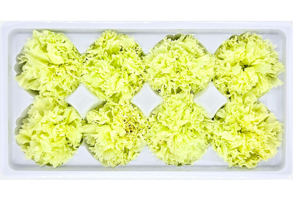 8 Preserved Carnation Flowers In A Box - Solid Colour