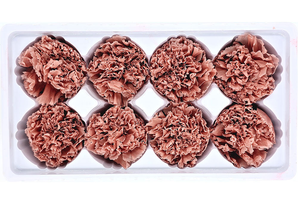 8 Preserved Carnation Flowers In A Box - Solid Colour