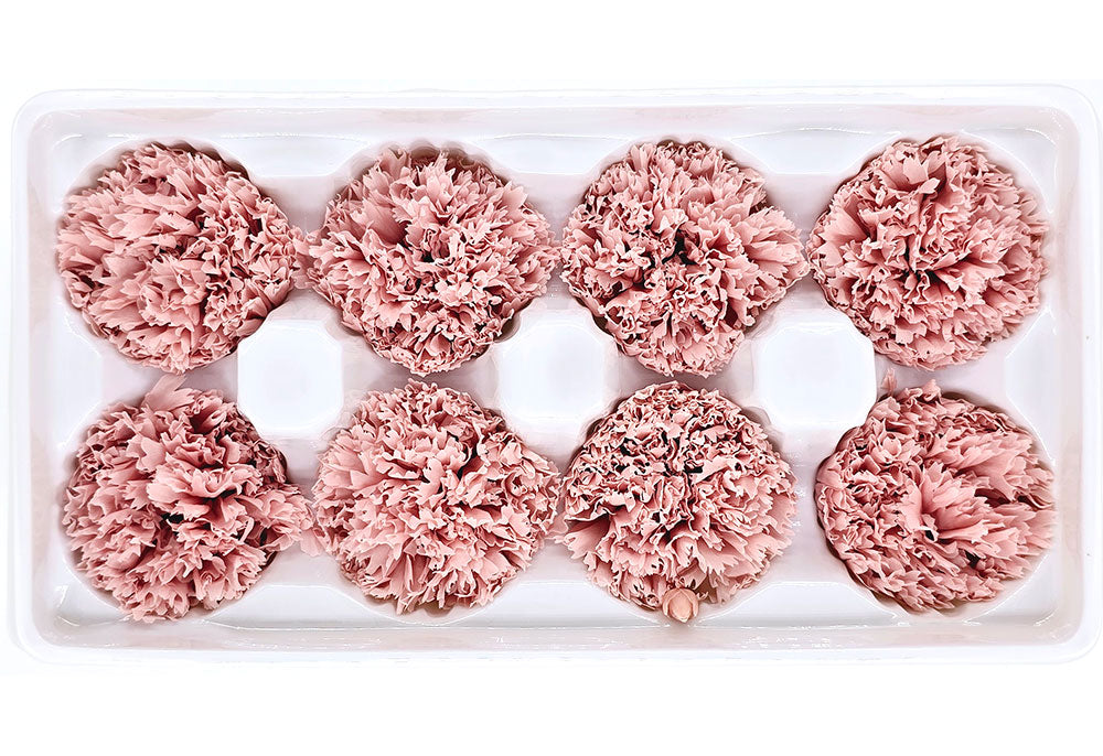 8 Preserved Carnation Flowers In A Box - Solid Colour